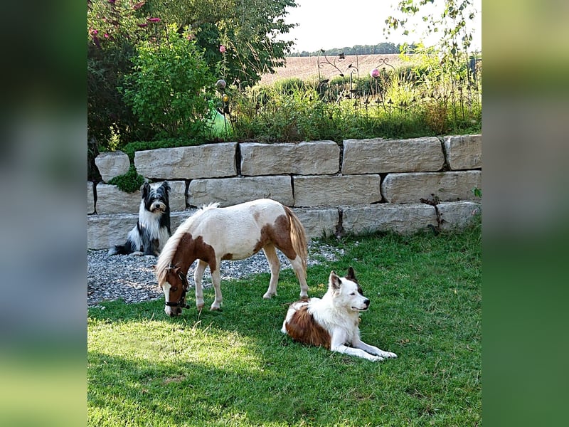 Geschenk unter 25 Euro - Welpe entspannt erziehen mit dem Buch Wege zum Familienhund