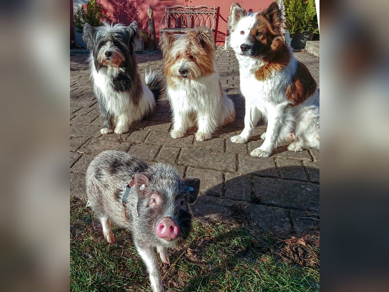 Geschenk unter 25 Euro - Welpe entspannt erziehen mit dem Buch Wege zum Familienhund