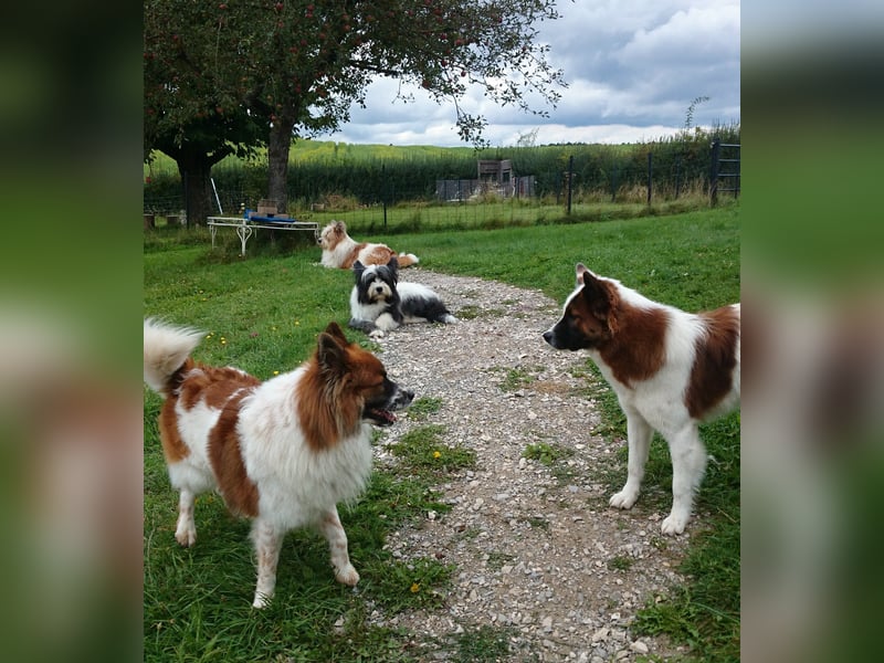 Geschenk unter 25 Euro - Welpe entspannt erziehen mit dem Buch Wege zum Familienhund