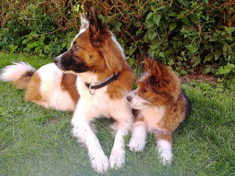 Geschenk unter 25 Euro - Welpe entspannt erziehen mit dem Buch Wege zum Familienhund