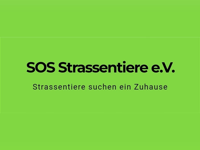 Gesuch: Pflegestellen für Hunde aus Rumänien