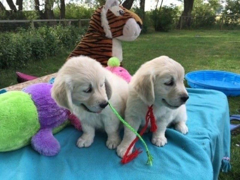 Golden Retriever Hündin – geimpft, entwurmt, gechipt, mit EU-Heimtierausweis