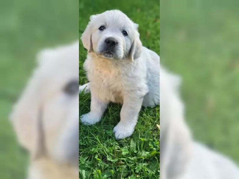 Golden Retriever Hündin – geimpft, entwurmt, gechipt, mit EU-Heimtierausweis