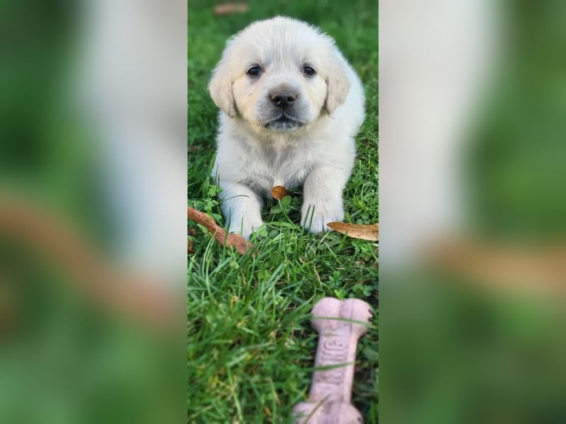 Golden Retriever Hündin – geimpft, entwurmt, gechipt, mit EU-Heimtierausweis