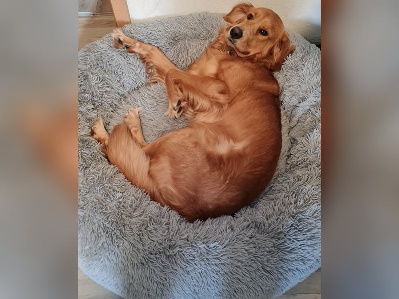 Golden Retriever Rüde