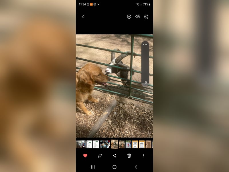 Golden Retriever Rüde
