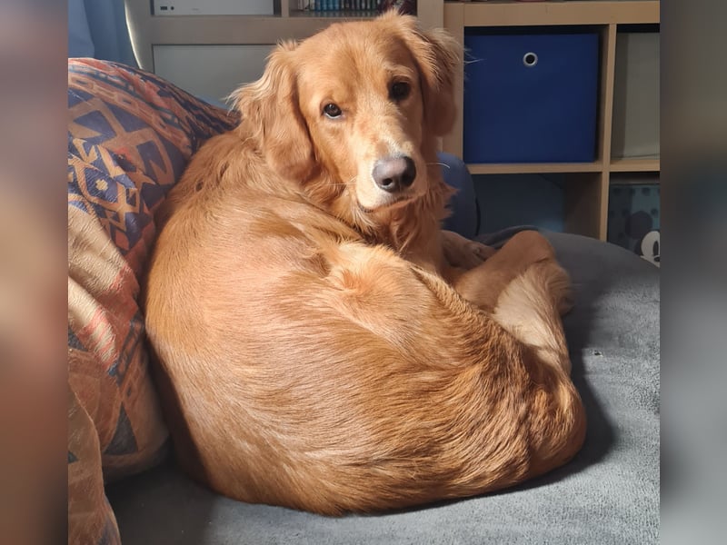 Golden Retriever Rüde