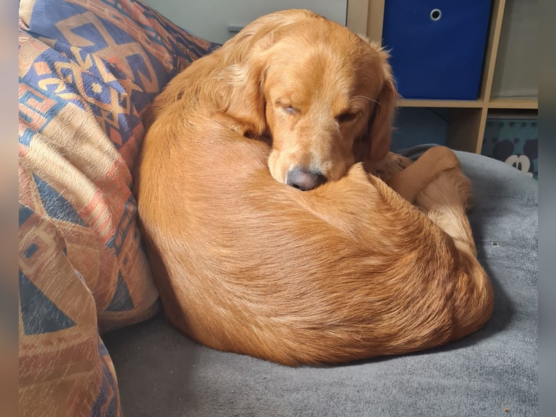 Golden Retriever Rüde