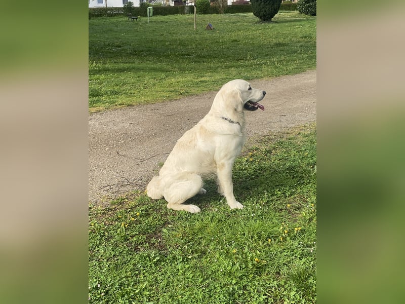 Golden retriever Deckrüde