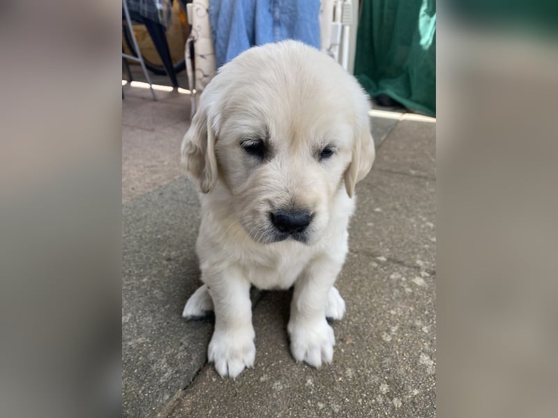 Golden retriever Deckrüde