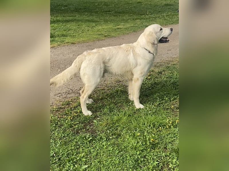 Golden retriever Deckrüde
