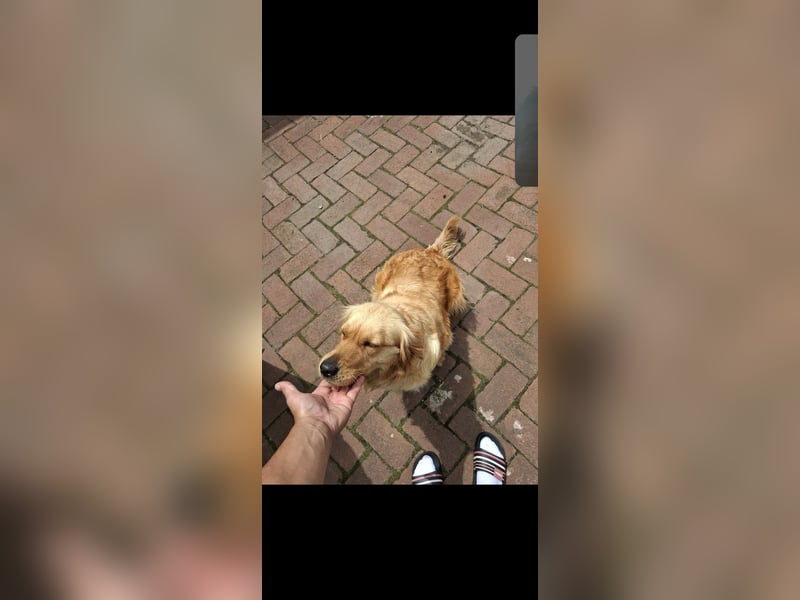 Ich verkaufe einen 3 Jahre alten Golden Retriever.
