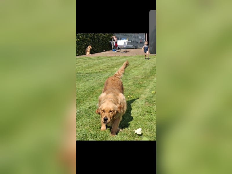 Ich verkaufe einen 3 Jahre alten Golden Retriever.
