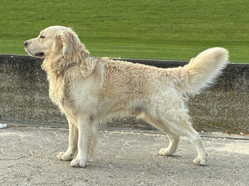 Golden Retriever Deckrüde Anton