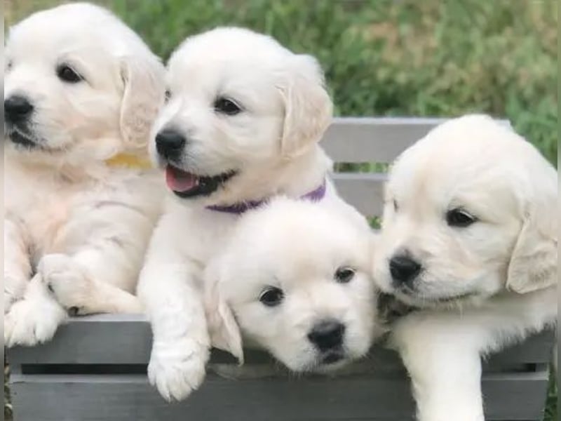 Golden retriever  Hündin – geimpft, entwurmt, gechipt, mit EU-Heimtierausweis