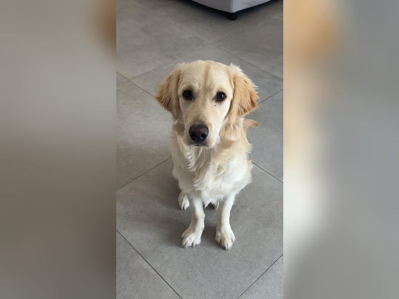 Golden Retriever Rüde