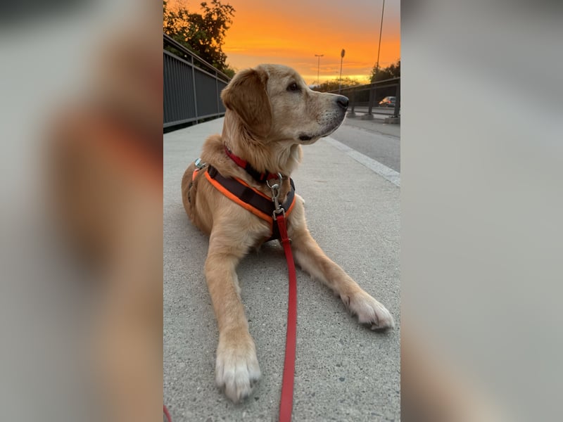 1,5 Jahre alte Golden Retriever Hündin sucht dringend ein neues „Für-Immer-Zuhause“