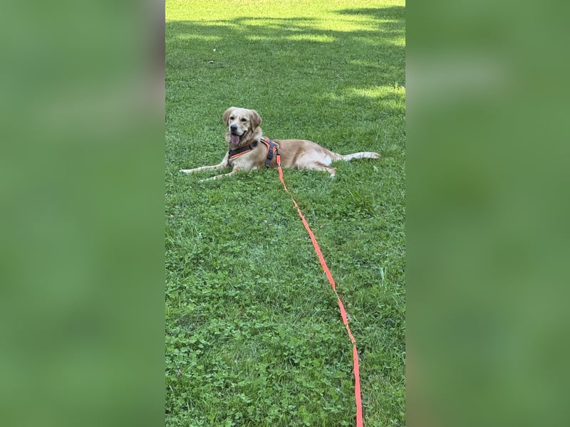 1,5 Jahre alte Golden Retriever Hündin sucht dringend ein neues „Für-Immer-Zuhause“
