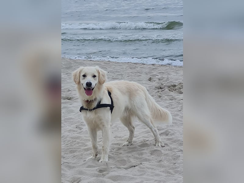 Golden Retriever Deckrüde