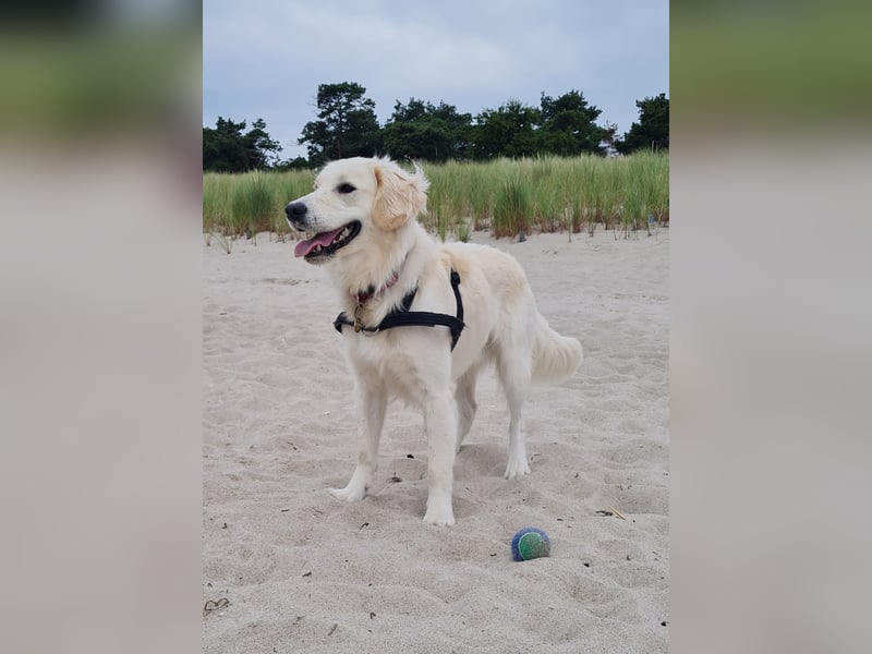 Golden Retriever Deckrüde