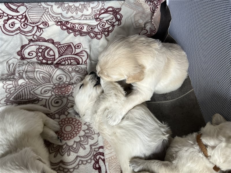 Reinrassige Golden Retriever Welpen