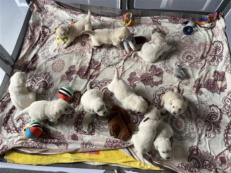 Reinrassige Golden Retriever Welpen