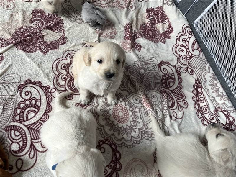 Reinrassige Golden Retriever Welpen