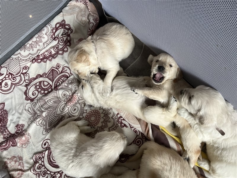 Reinrassige Golden Retriever Welpen