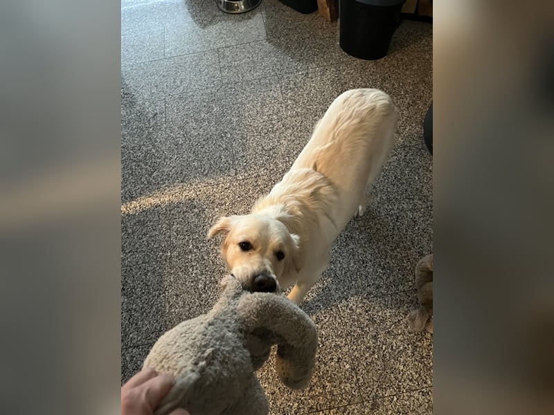 Reinrassige Golden Retriever Welpen