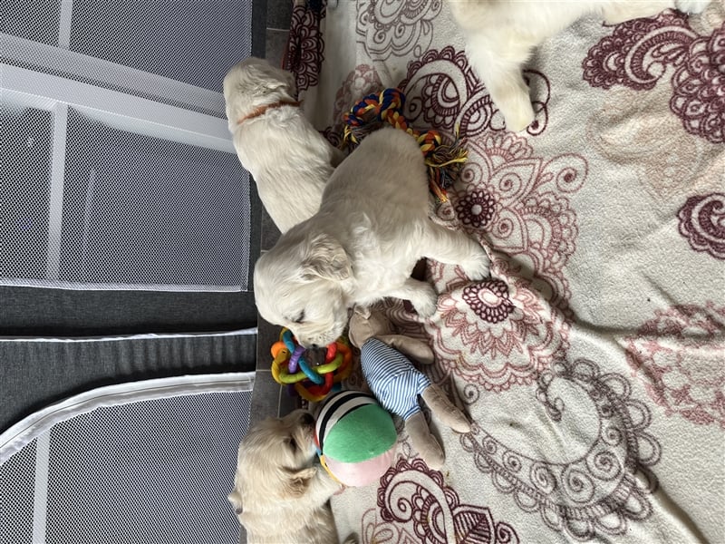 Reinrassige Golden Retriever Welpen