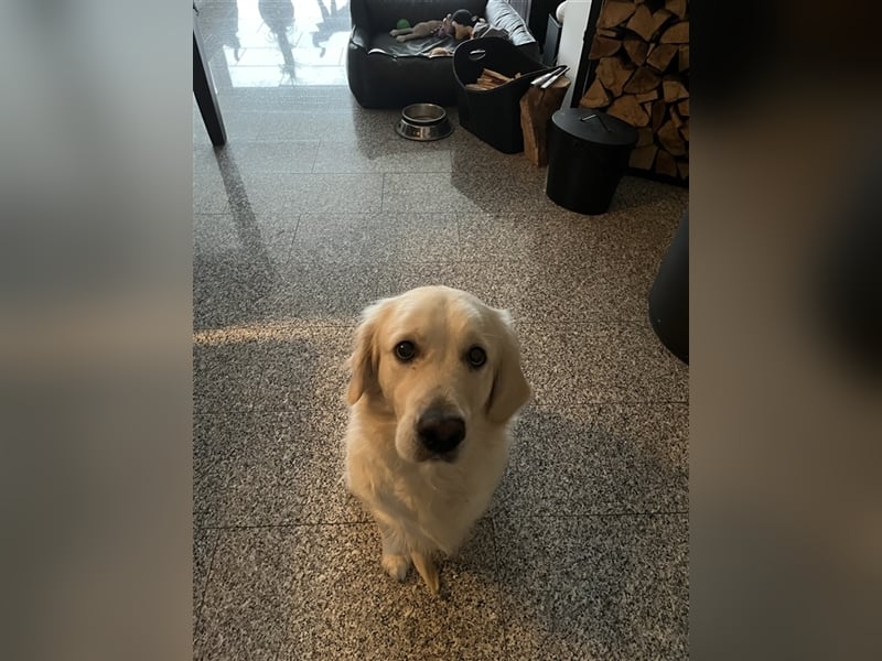 Reinrassige Golden Retriever Welpen