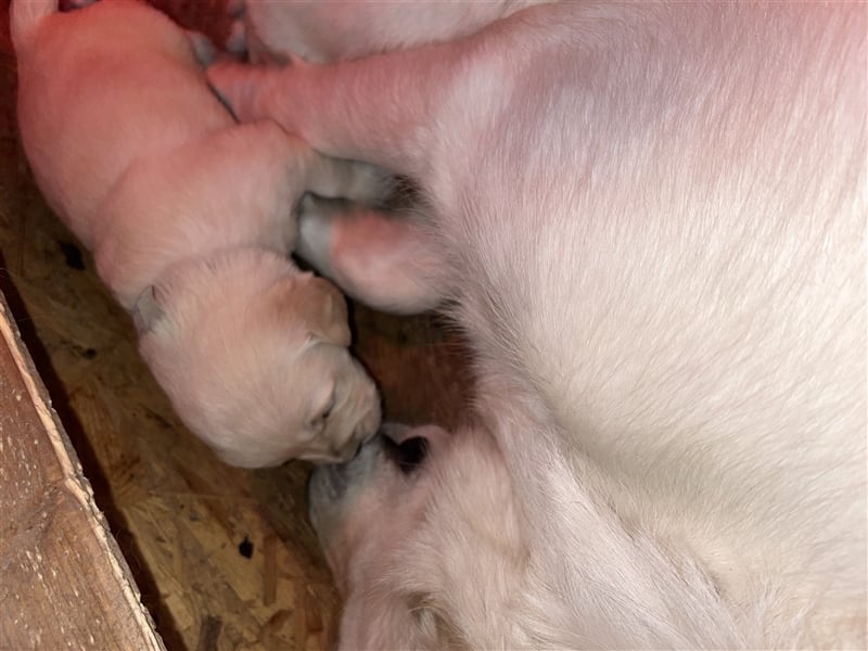 Reinrassige Golden Retriever Welpen