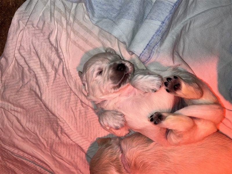 Reinrassige Golden Retriever Welpen