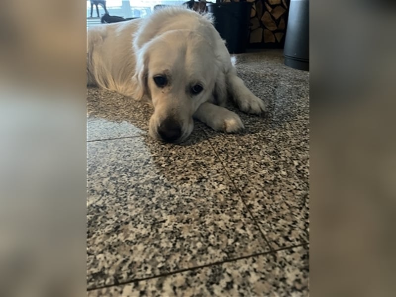 Reinrassige Golden Retriever Welpen