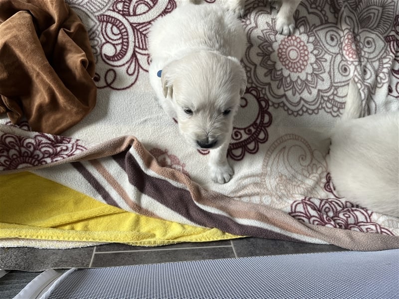 Reinrassige Golden Retriever Welpen