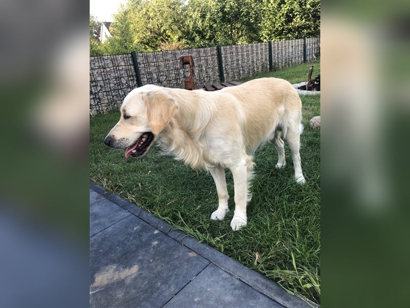 Reinrassige Golden Retriever Welpen