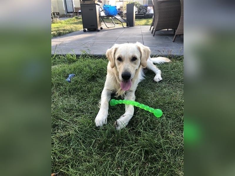 Reinrassige Golden Retriever Welpen