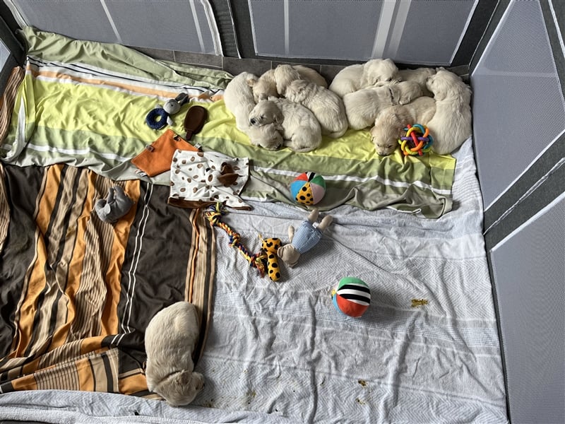 Reinrassige Golden Retriever Welpen