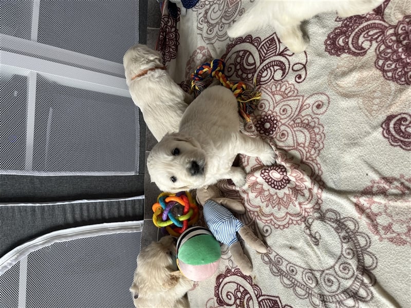 Reinrassige Golden Retriever Welpen