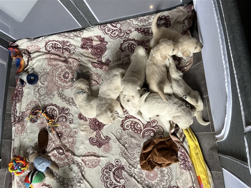 Reinrassige Golden Retriever Welpen