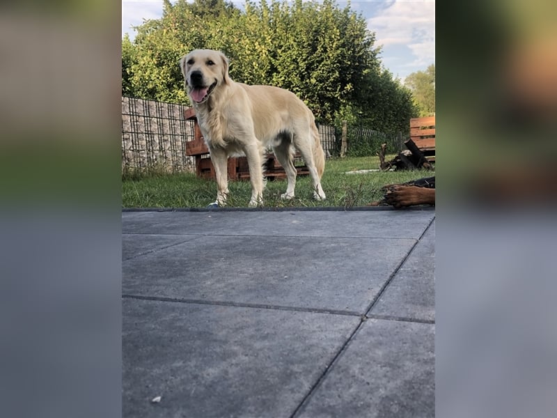 Reinrassige Golden Retriever Welpen