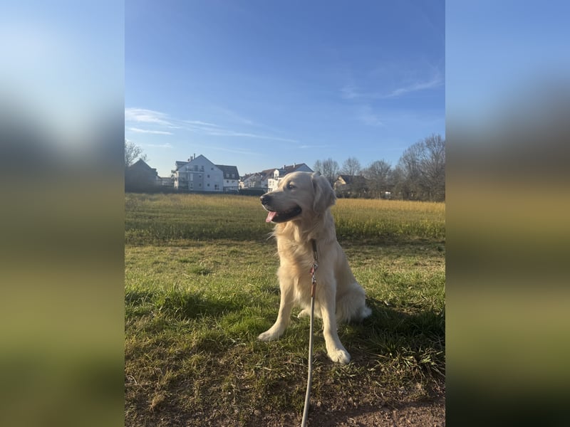 Golden Retriever Deckrüde mit Ahnentafel