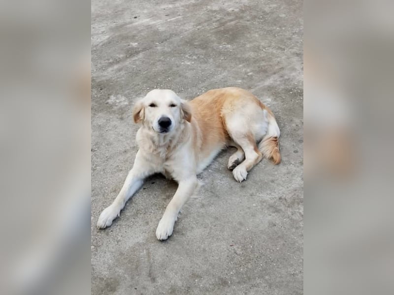 Molly, süße Hundedame möchte  nochmal durchstarten