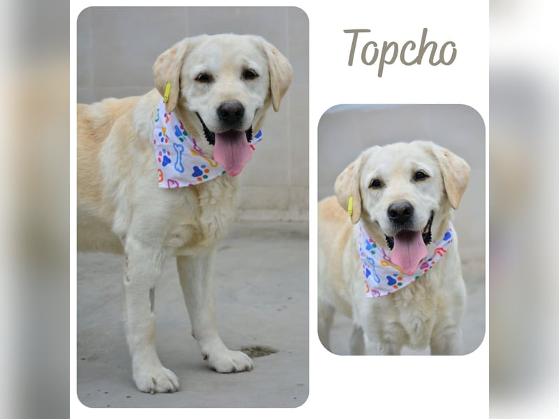 Topcho