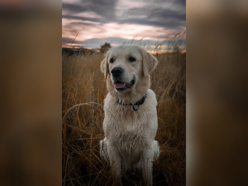 Golden Retriever Hündinnen, liebevoll, gesund, geimpft & gechipt