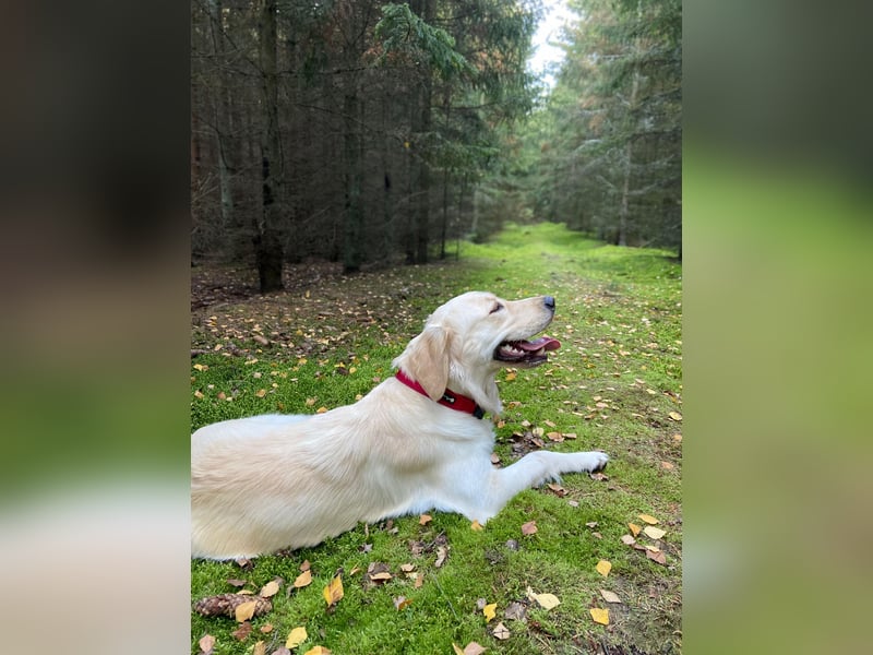 Golden Retriever Hündinnen, liebevoll, gesund, geimpft & gechipt