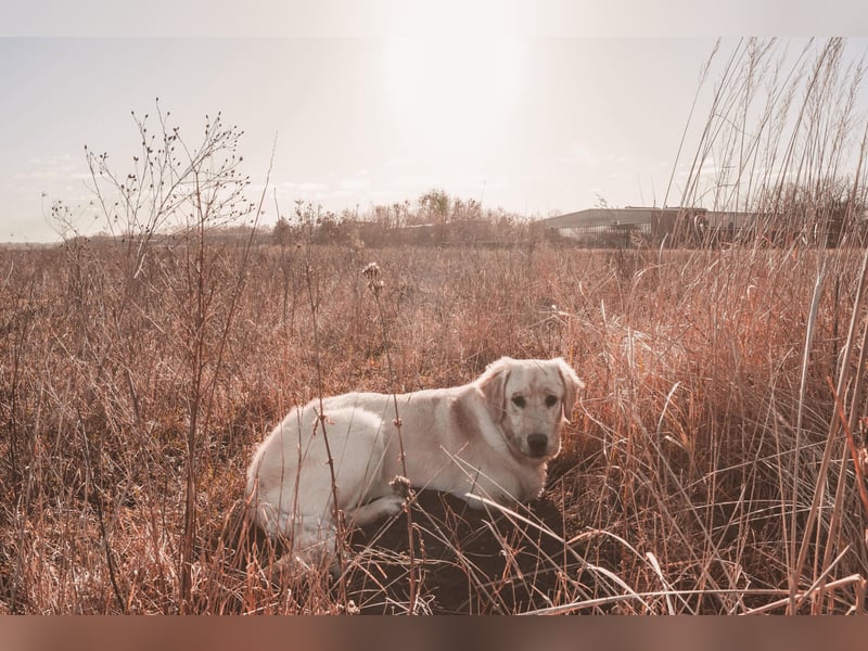 Golden Retriever Hündinnen, liebevoll, gesund, geimpft & gechipt