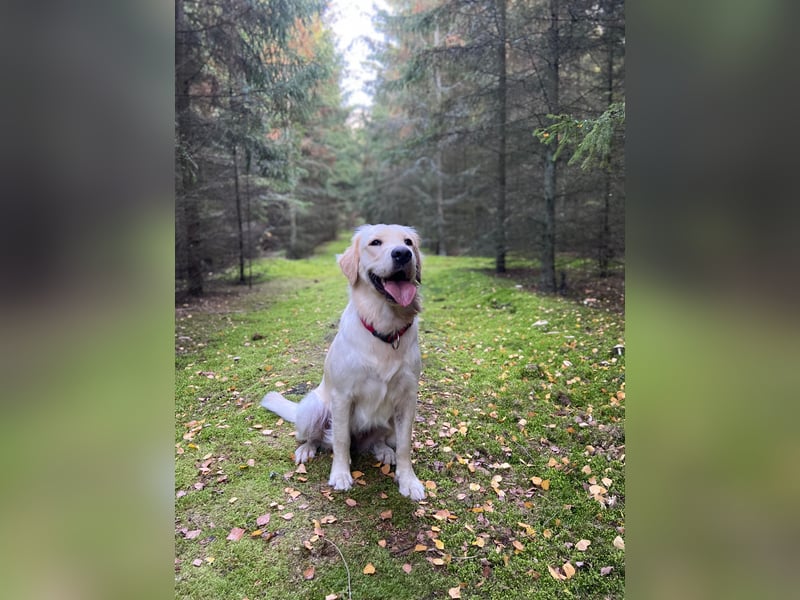 Golden Retriever Hündinnen, liebevoll, gesund, geimpft & gechipt