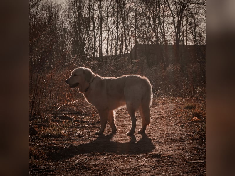 Golden Retriever Hündinnen, liebevoll, gesund, geimpft & gechipt