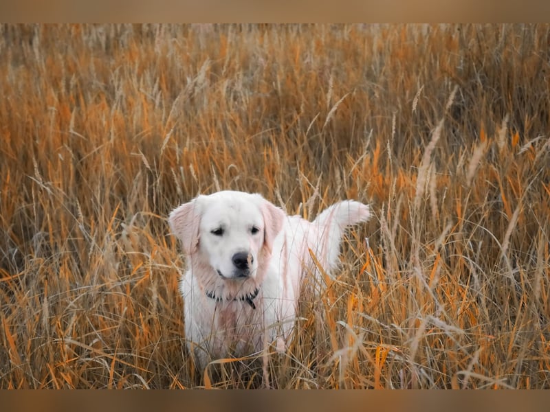 Golden Retriever Hündinnen, liebevoll, gesund, geimpft & gechipt
